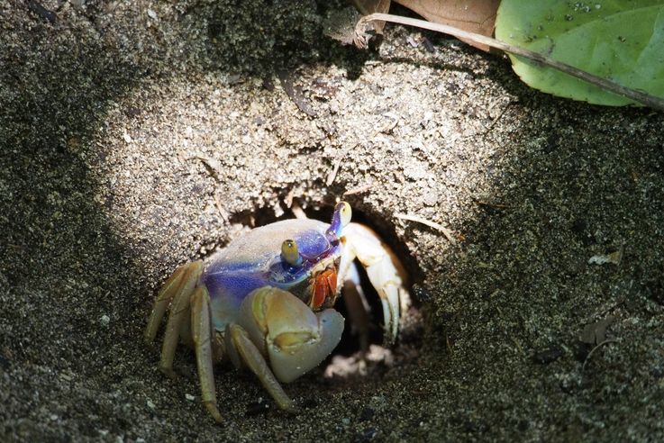 Crabe Halloween à Cahuita