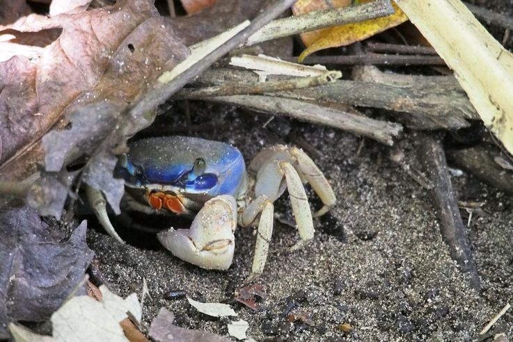Crabe halloween