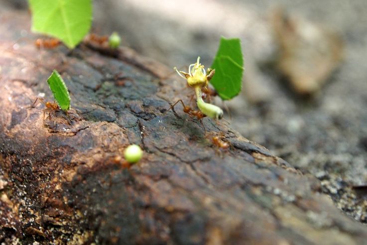 Fourmis coupe-feuilles champignonnistes