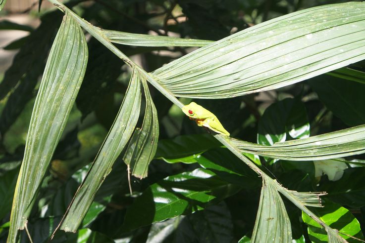 Grenouille aux yeux rouges (agalychnis callidryas)