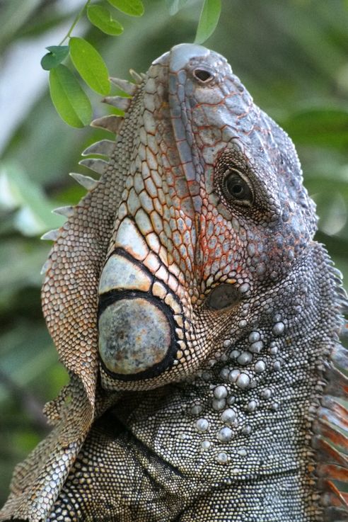 Iguane à Kekoldi