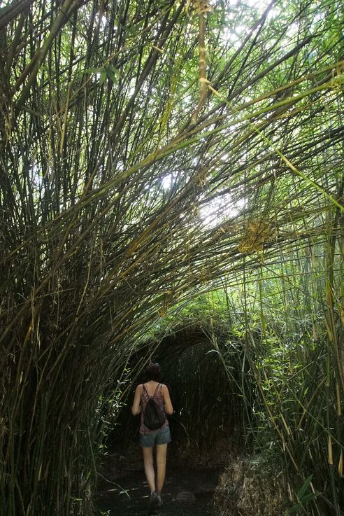 Bambous au jardin botanique Lankaster de Cartago