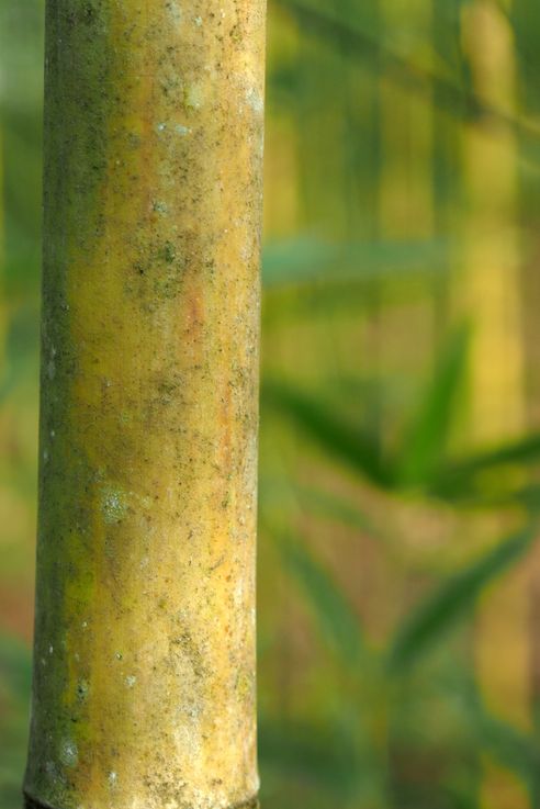 Bambou au jardin botanique Lankaster de Cartago