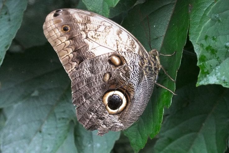 Papillon hibou