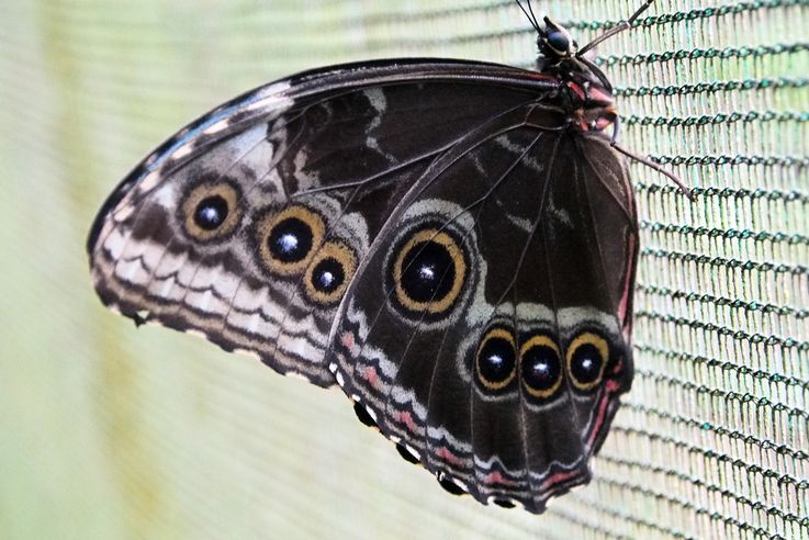 Papillon morpho peleides