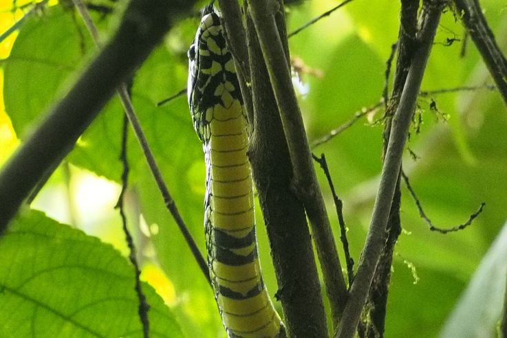 Serpent spilotes pullatus