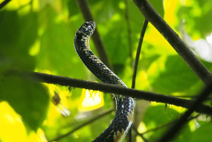 Serpent spilotes pullatus