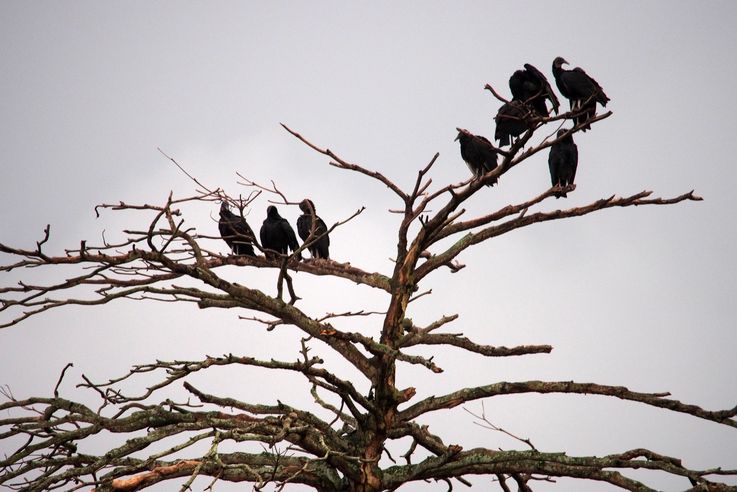 Urubus noirs sur arbre