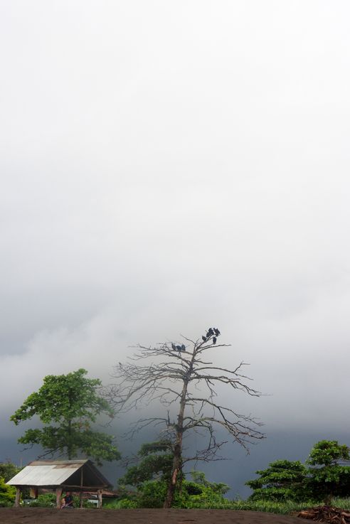 Urubus noirs sur arbre