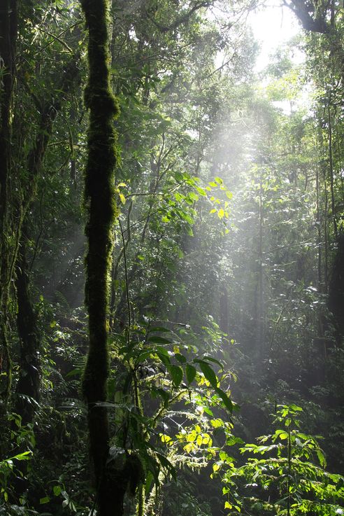 Parc national de Monteverde