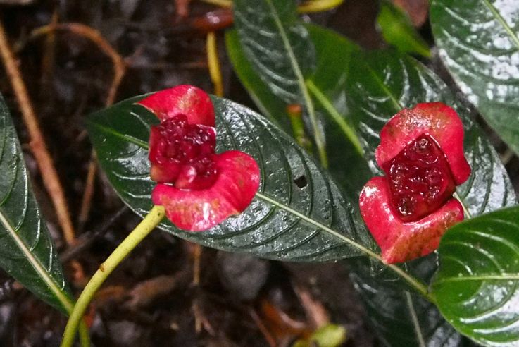 Fleurs au parc national de Monteverde