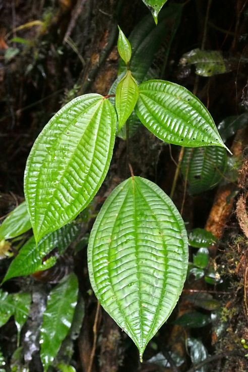 Plante au parc national de Monteverde