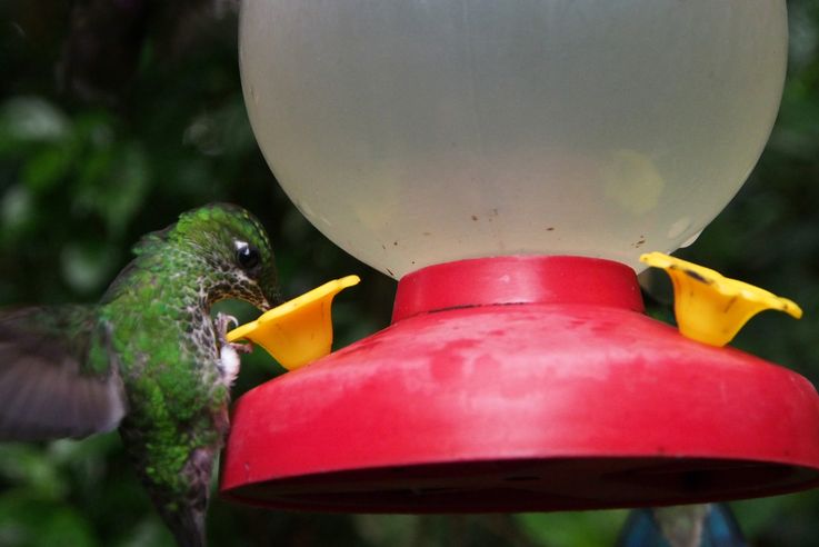 Colibris au parc de Monteverde