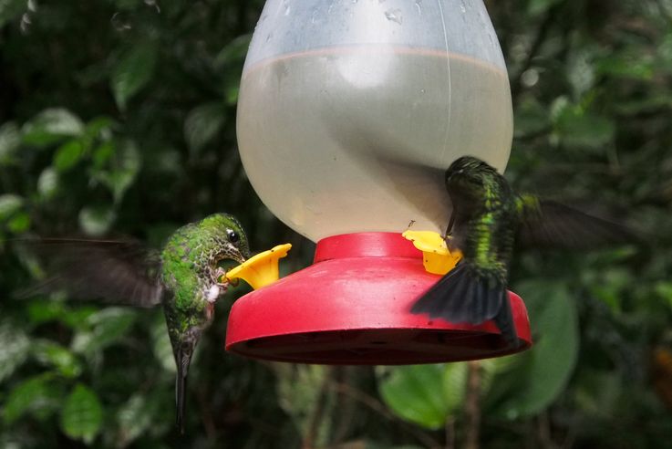 Colibris au parc de Monteverde