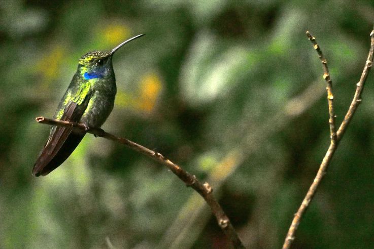 Colibri au parc de Monteverde