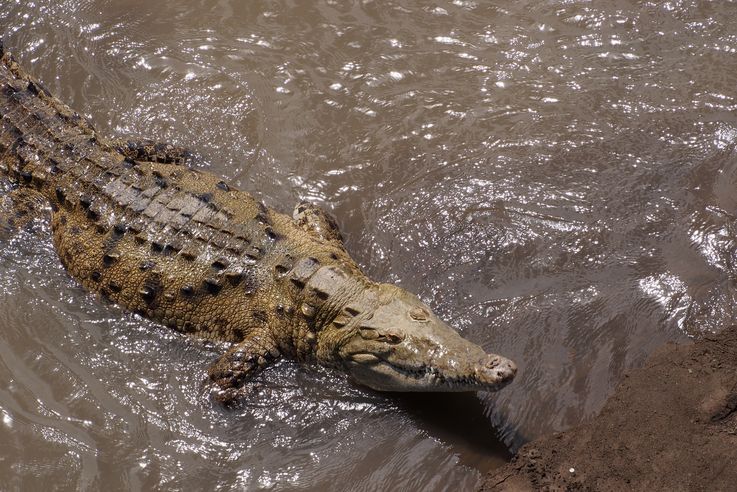 Crocodile américain au pont Tarcoles