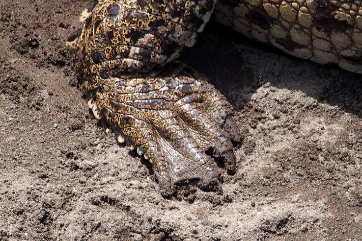 Patte arrière d'un crocodile américain au pont Tarcoles