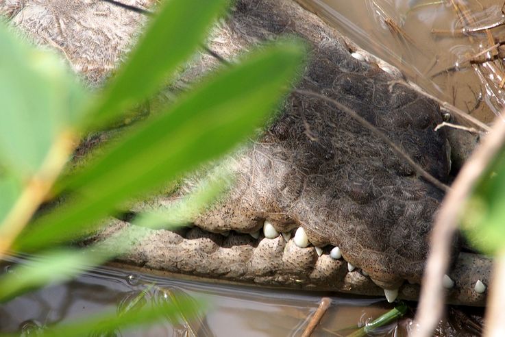 Dents de crocodile américain au pont Tarcoles