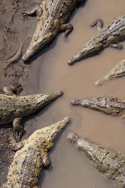 Crocodiles américains au pont Tarcoles