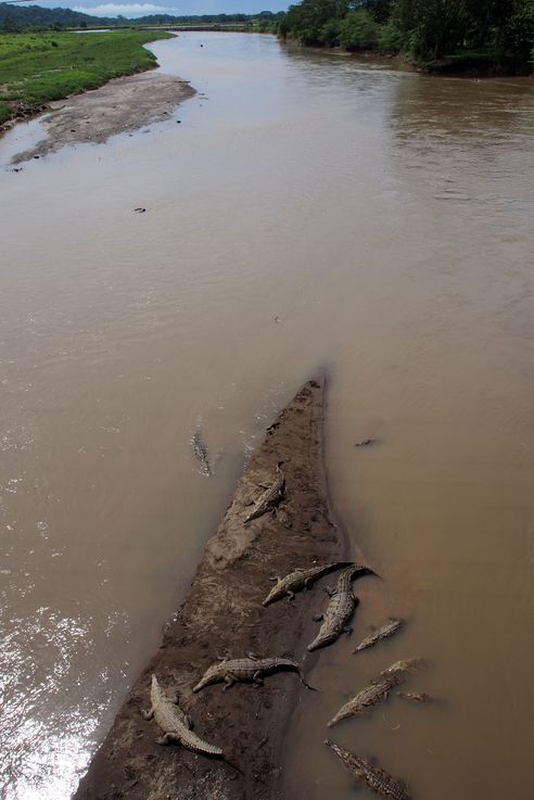 Crocodiles américains au pont Tarcoles