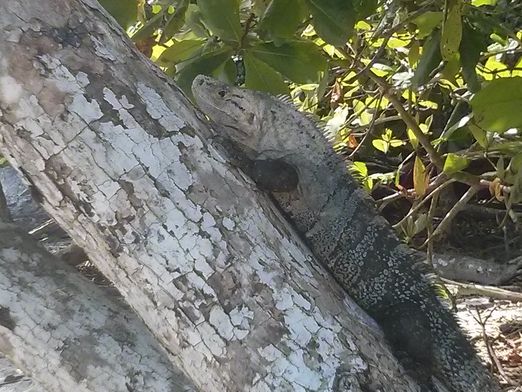 Iguane au parc Manuel Antonio
Altitude : 24 mètres