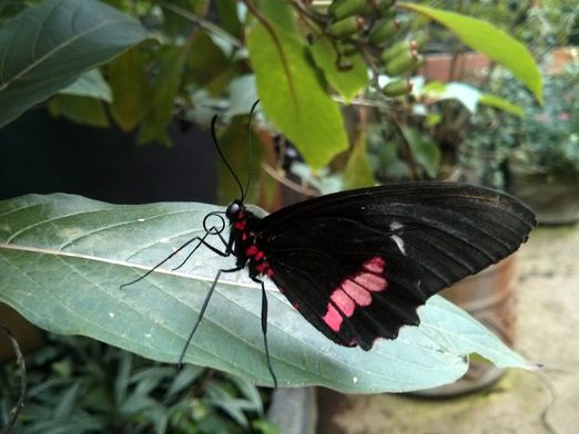 Papillon au parc de la Paz Waterfalls Gardens