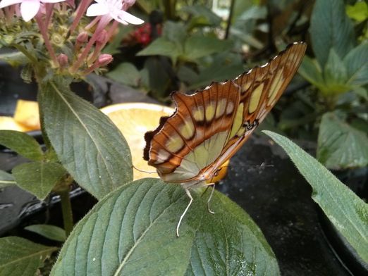 Papillon à la Paz Waterfall Gardens
Altitude : 1508 mètres
