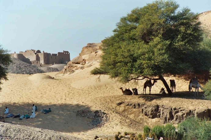 Caravane de dromadaires en Nubie