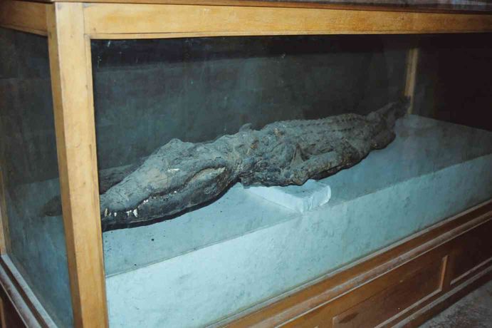 Crocodile momifié au temple de Kom Ombo