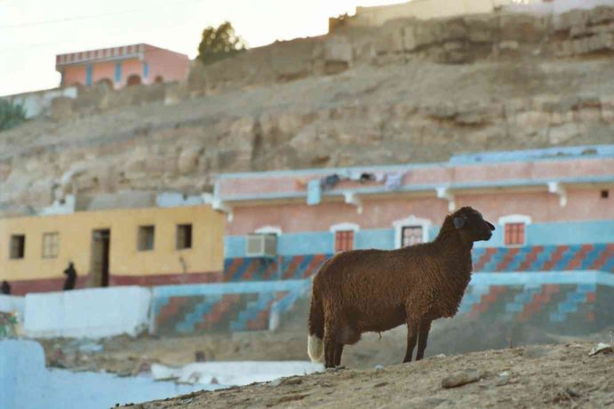 Mouton en Nubie