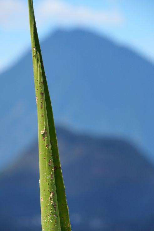 Agave - lac Atitlán
Altitude : 1711 mètres