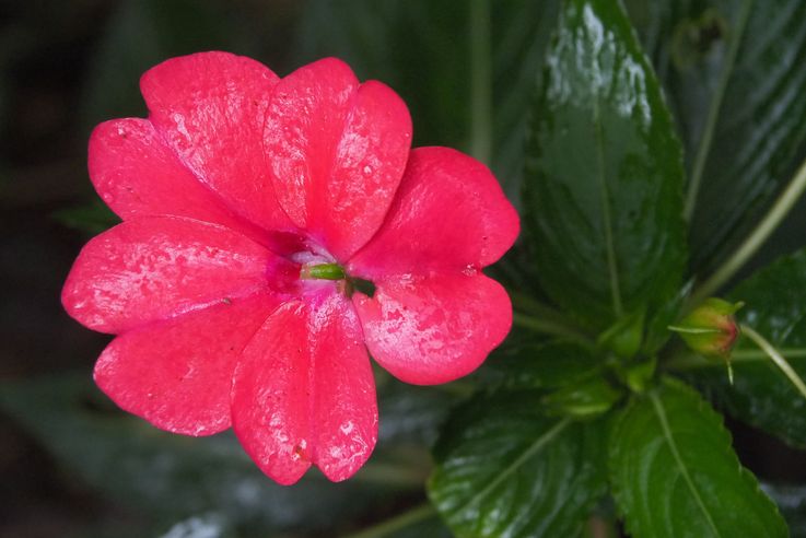 Impatiens walleriana - Biotopo del Quetzal
Altitude : 1690 mètres