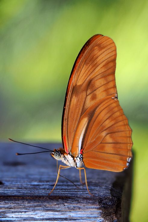 Papillon flambeau - Laguna Lachua
Altitude : 175 mètres