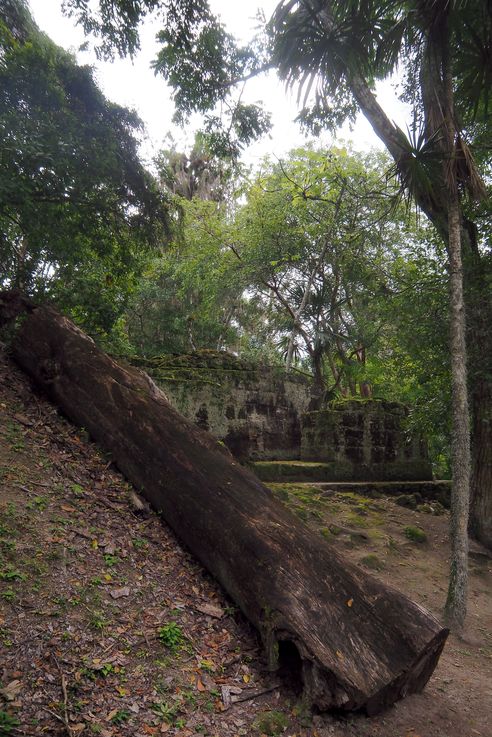 Temple V - Tikal
Altitude : 315 mètres