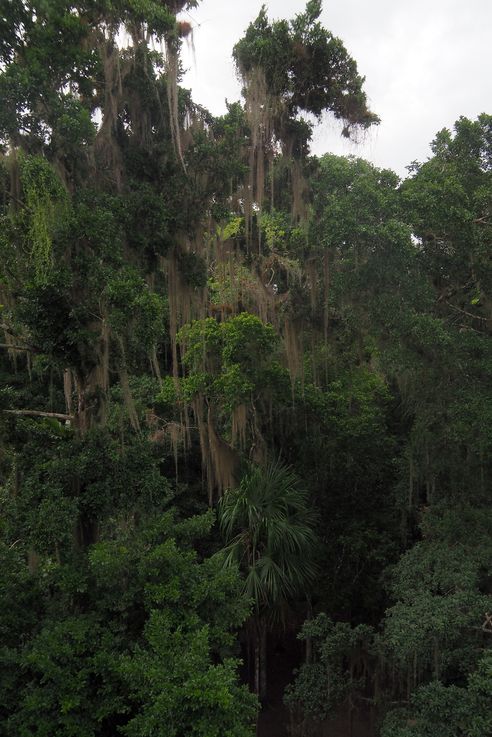 Mundo perdido - Tikal
Altitude : 319 mètres