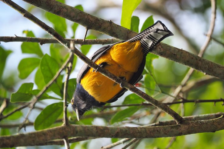 Trogon à lunettes jaunes - Tikal
Altitude : 301 mètres