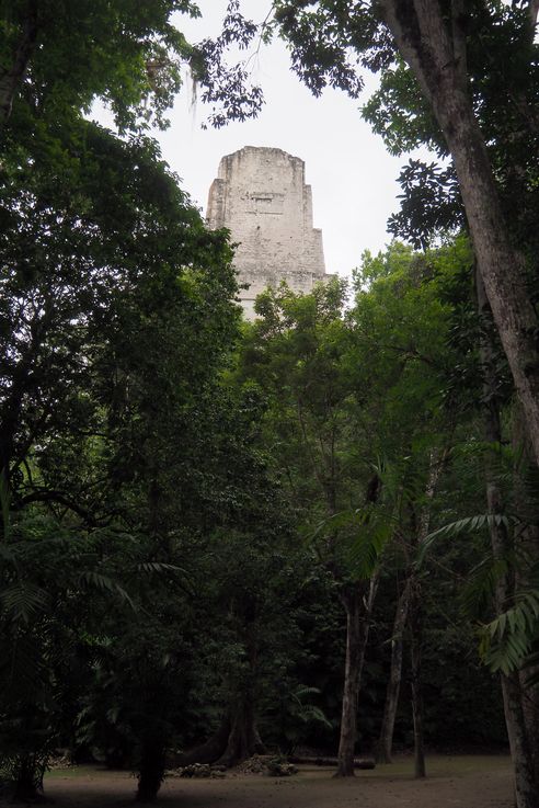 Gran sacerdote - Tikal
Altitude : 296 mètres