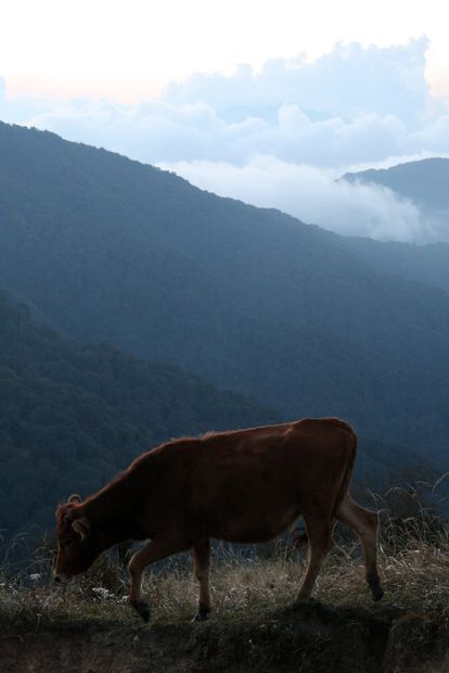 Vache de l'Himalaya durant le trek Singalila
