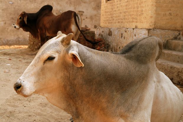 Vaches sacrées à Mandawa