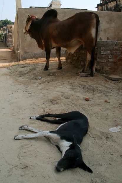 Vache sacrée et chien à Mandawa