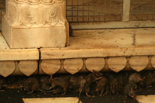 Le temple aux rats de Karni Mata à Deshnok