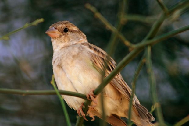 Oiseau à Jaisalmer