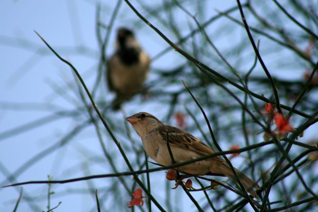 Oiseaux à Jaisalmer