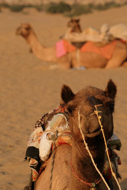 Dromadaires dans le désert de Khoohdi