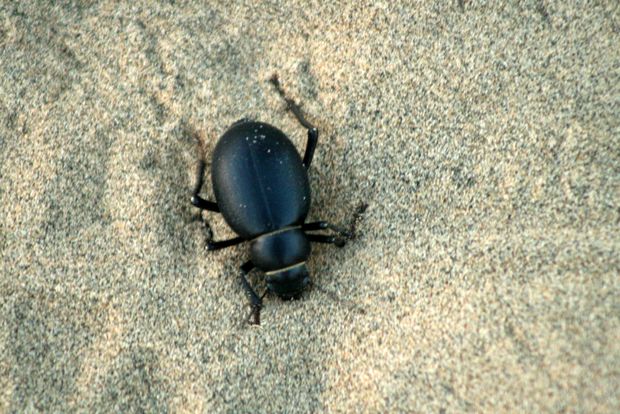 Un petit scarabée dans le désert du Thar
