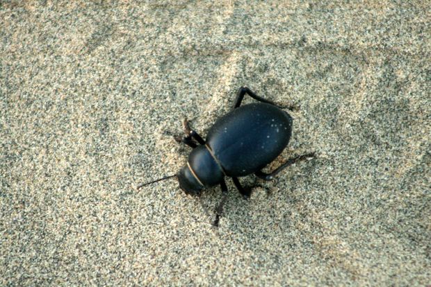Un petit scarabée dans le désert du Thar