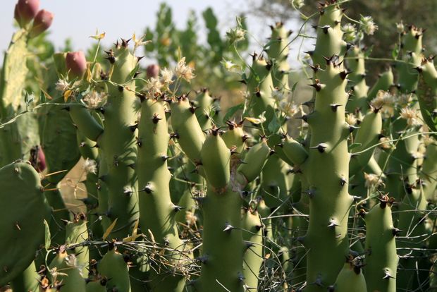Cactus aux ruines de Kuldhara