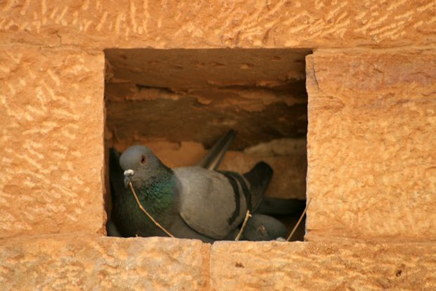 Pigeon dans le palais Rajmahal de Jaisalmer