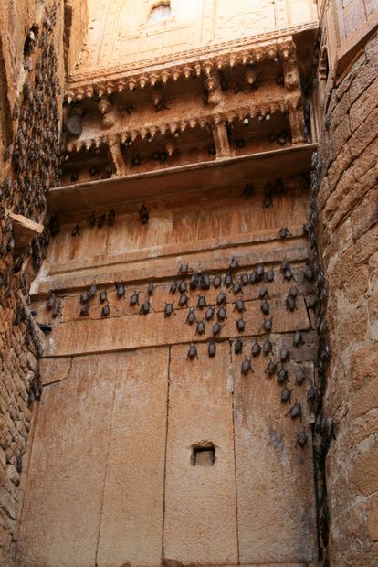 Chauves souris à Jaisalmer