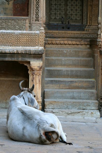 Vache sacrée devant les havelis de Jaisalmer